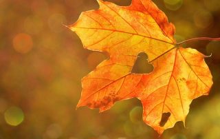 Ein herbstlich rot gefärbtes Ahornblatt mit einem ausgestochenen Herz